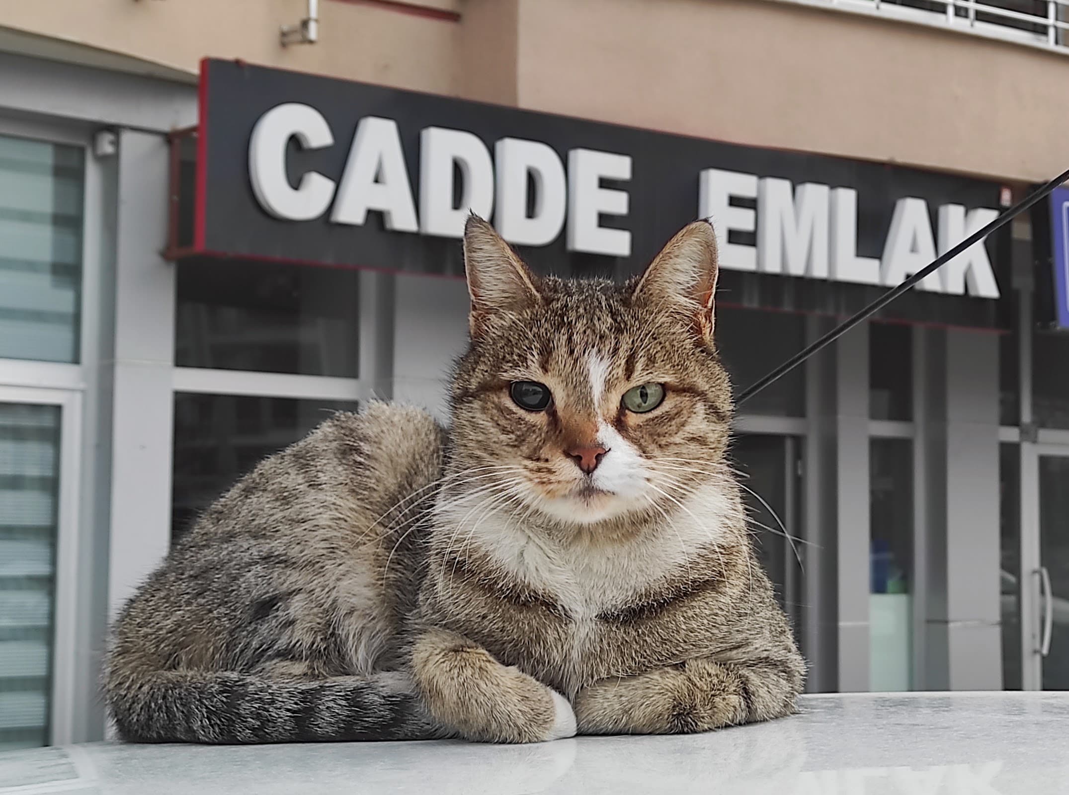CADDE EMLAK — Meram, Konya Hazır Ofis fotoğraf 5